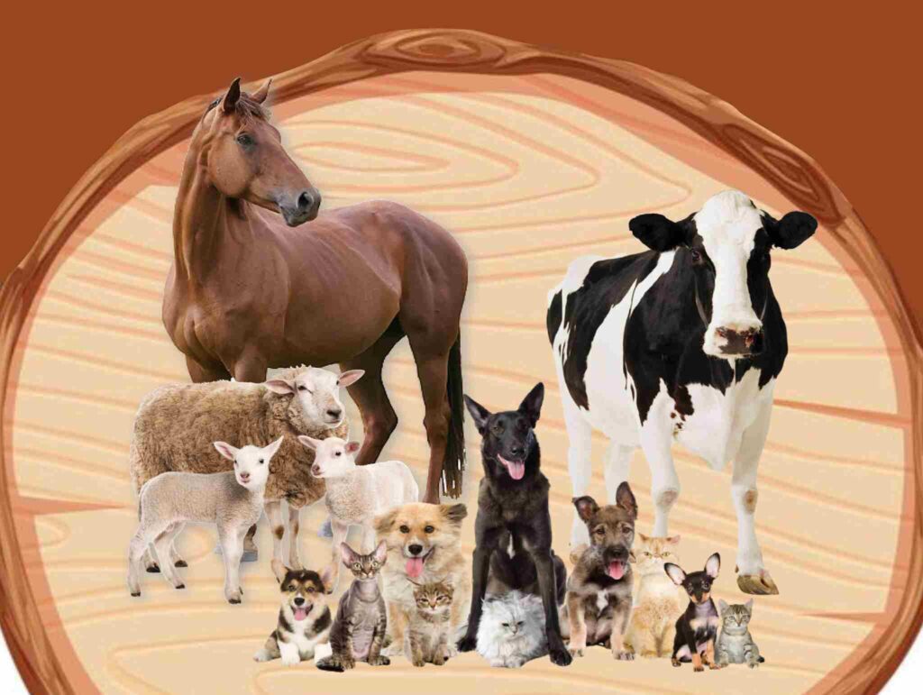 Veterinary Care